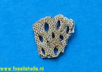 Unidentified Polyzoa