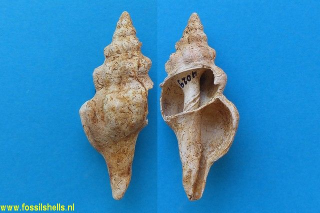 Fusinus affinis