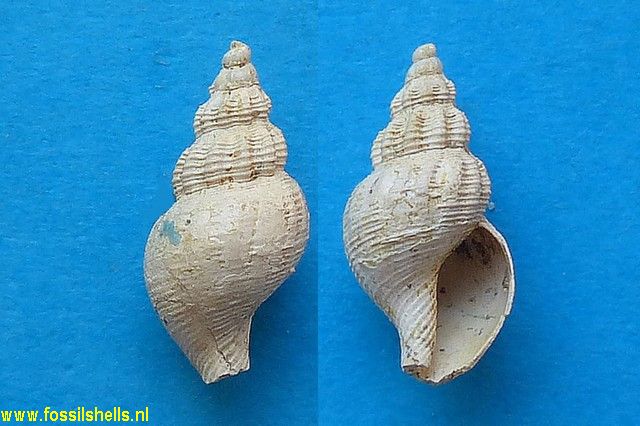 Fasciolaria species