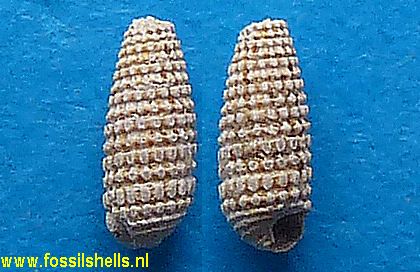Cerithiopsis tubercularis