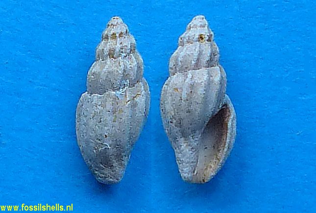 Bela species