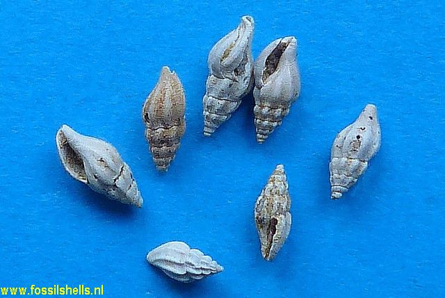Bela species