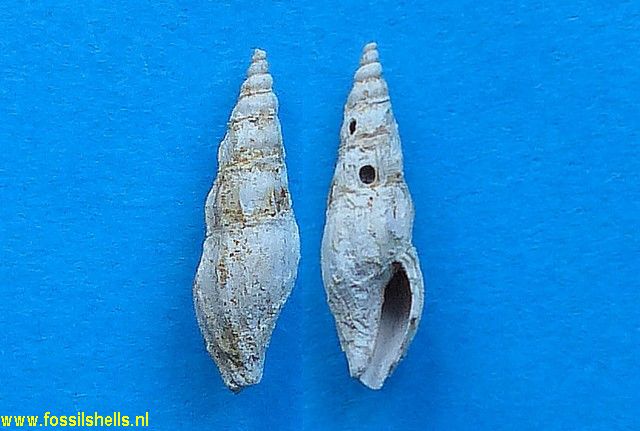 Bela megastoma