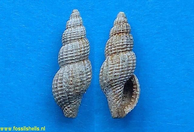 Bela species