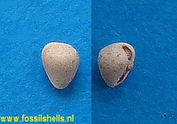 Granulina clandestina