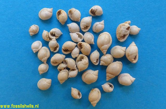 Ringicula auriculata