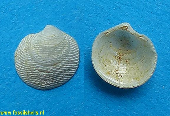 Lucinella divaricata