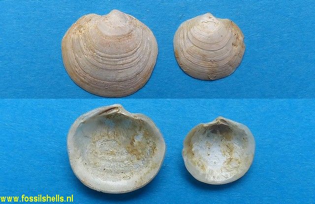 Loripes lacteus