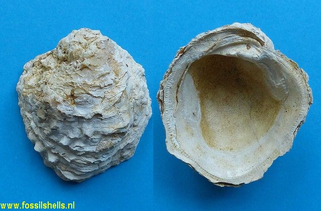 Chama gryphoides