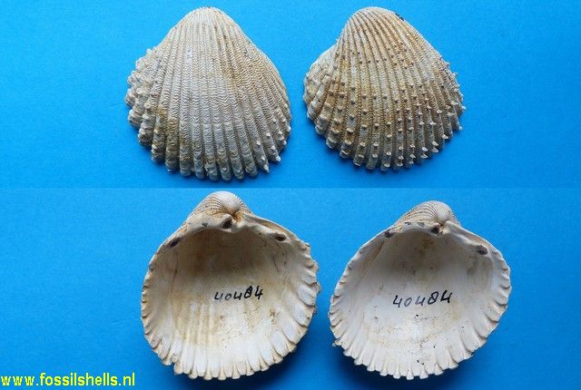 Acanthocardia spinosa