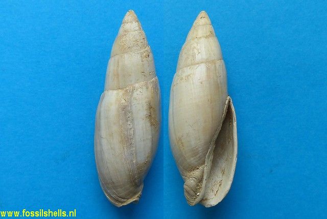 Mitra fusiformis?