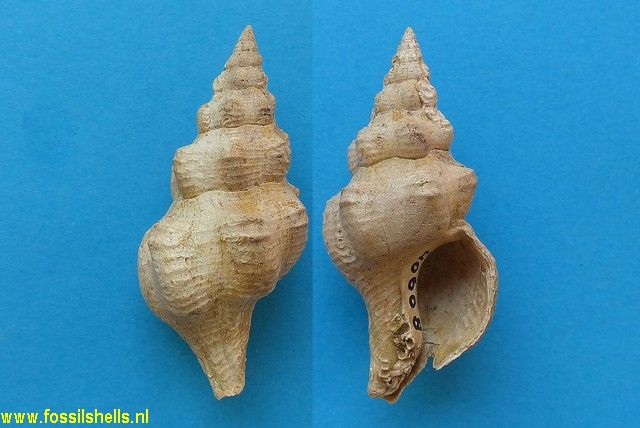 Fasciolaria cepporum