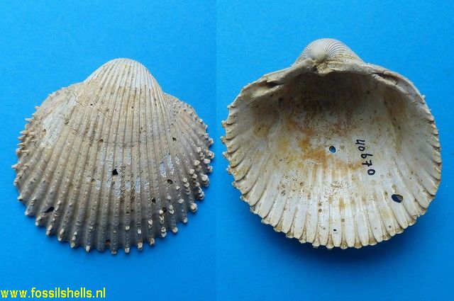 Acanthocardia erinacea