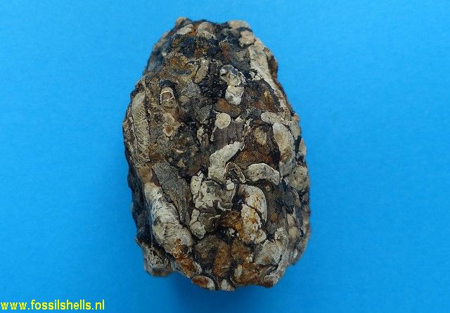 International Fossil Shell Museum - Foundation for the study of shells ...