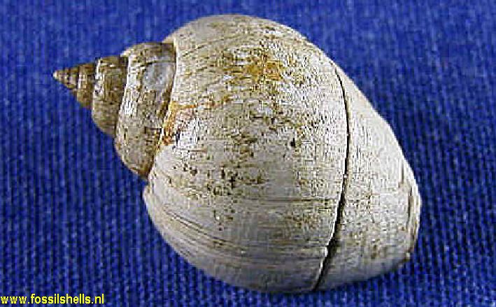 Pseudoliva vetusta carinata