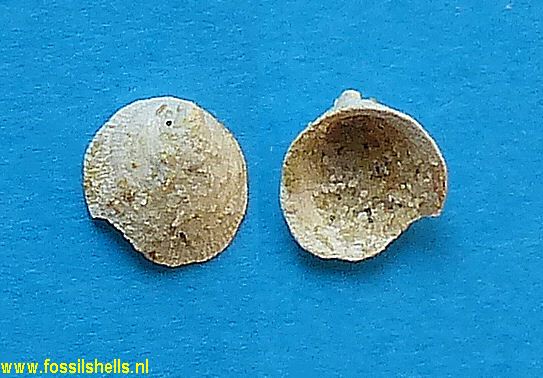 Hipponix laubrierei
