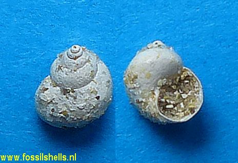 Viviparus aspersus