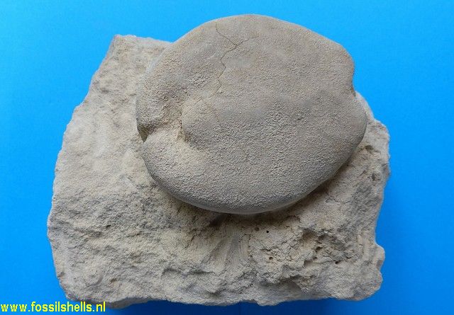 Hemipneustus striatoradiatus