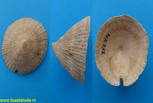 Emarginula crassa crassa