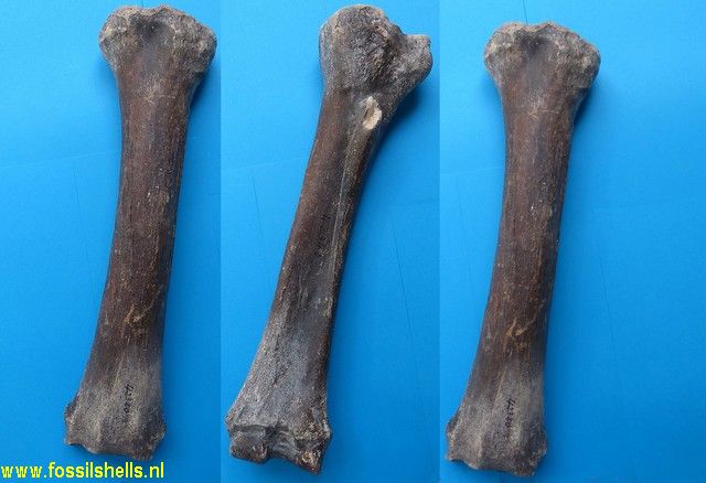 Unidentified Mammalia