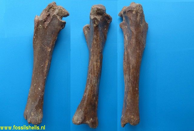 Unidentified Mammalia