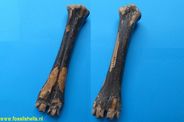 Unidentified Mammalia