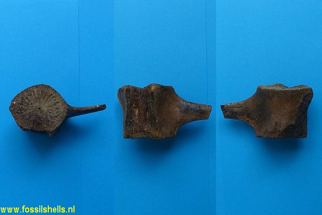 Unidentified Mammalia