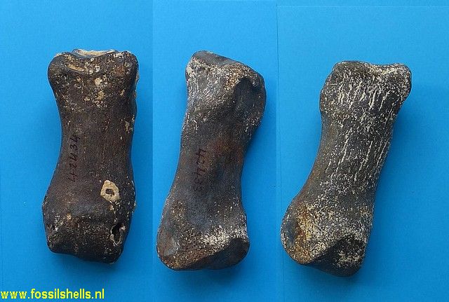 Unidentified Mammalia