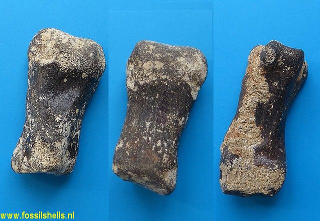 Unidentified Mammalia