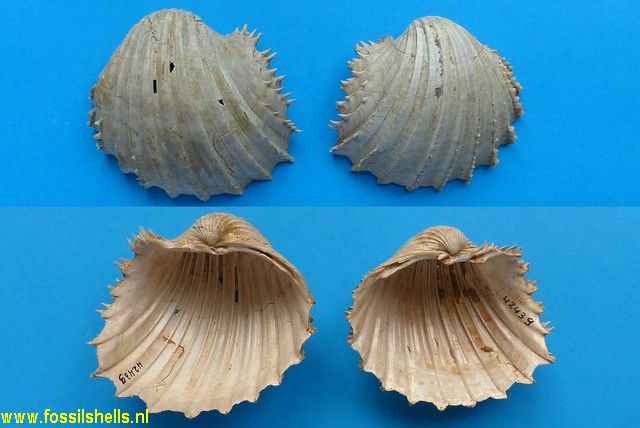Cardium hians recta
