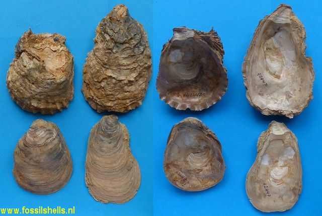 Ostrea species