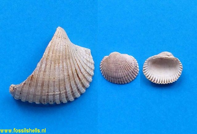 Anadara diluvii