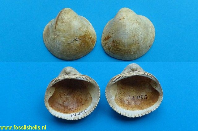 Glycymeris insubrica