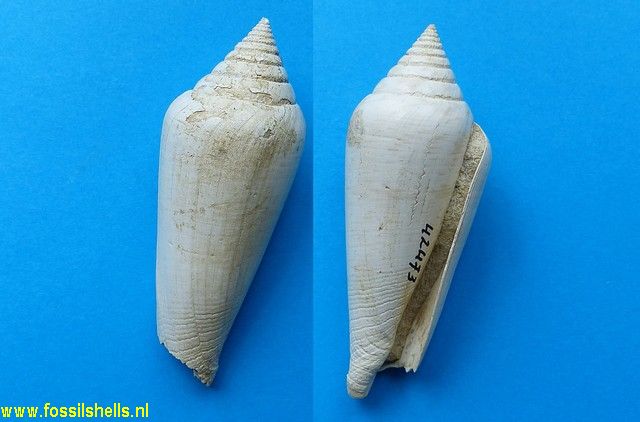 Conus puschi