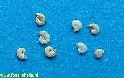 Teinostoma complanatum 