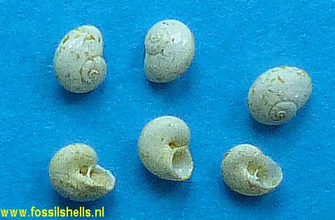 Teinostoma hosdenacense