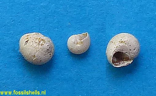 Teinostoma wateleti