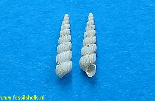 Graphis timida