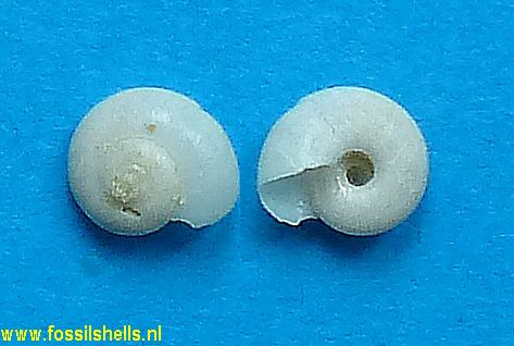 Circulus bonneti