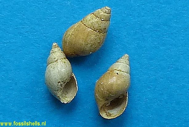 Lapparentia elatior