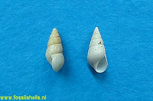 Hydrobia tuba marceauxiana