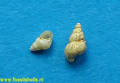 Hydrobia varicosa 