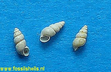 Bythinella pupina