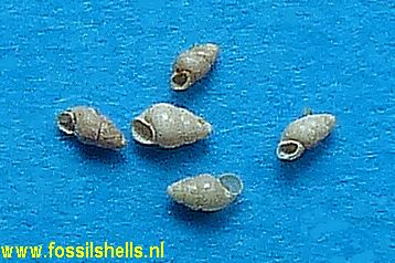 Bythinella atomus 