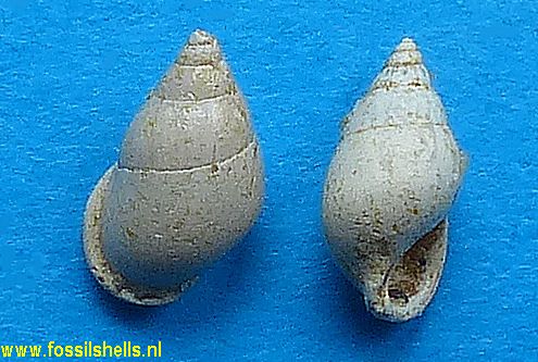 Staliopsis bouryi  