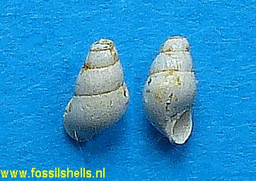 Stenothyra globulus