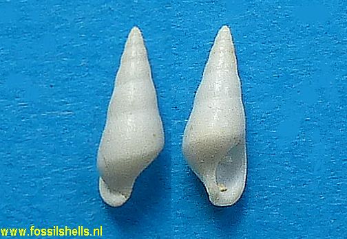 Cossmannia expansa perconica