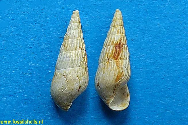 Rissoina polita plicatilis
