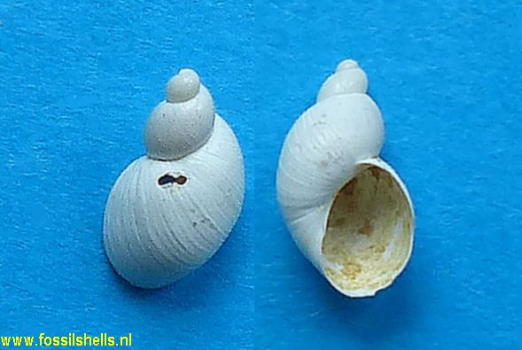 Medioriopsis billiardi