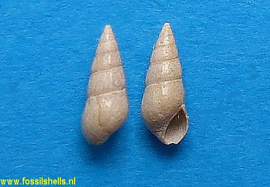 Bittium essomiense